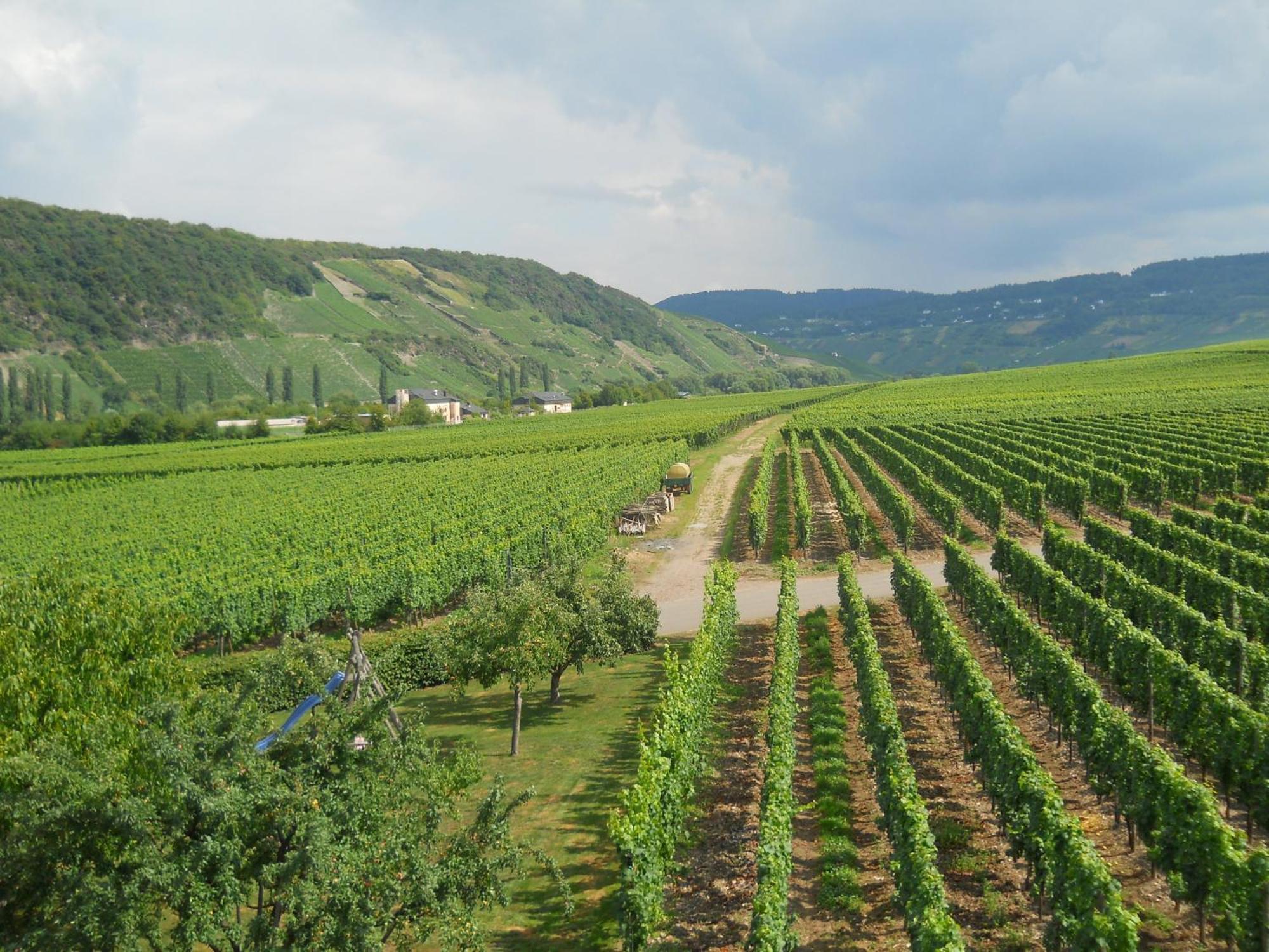 Ferienweingut Winnebeck Köwerich Exterior foto